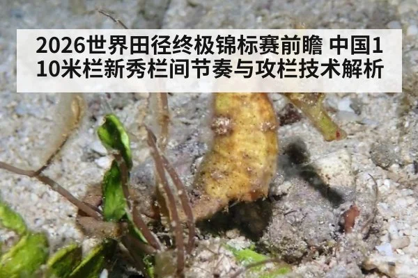 2026世界田径终极锦标赛前瞻 中国110米栏新秀栏间节奏与攻栏技术解析
